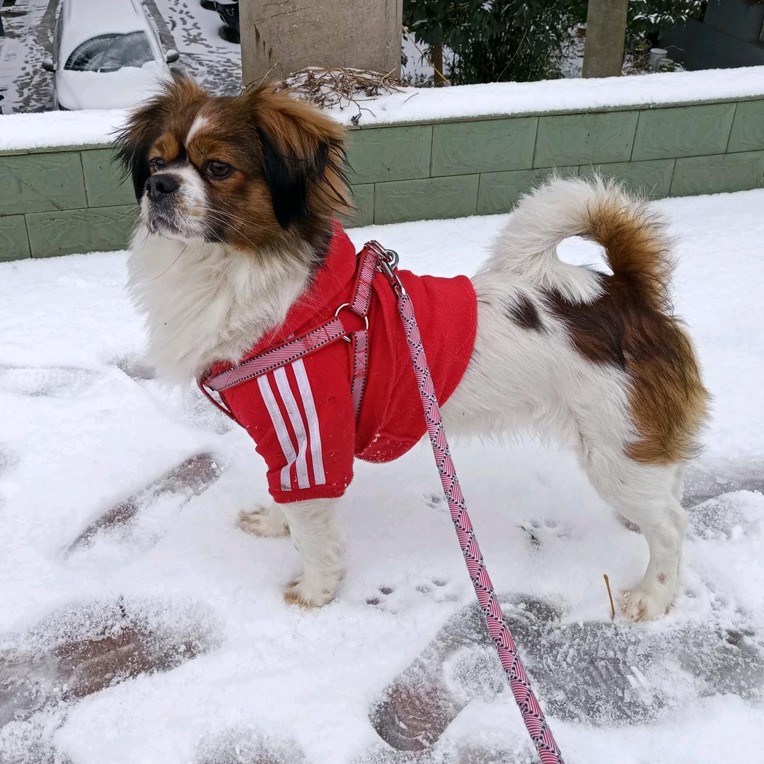 梦菲飞