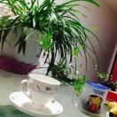 你若盛开花香自来