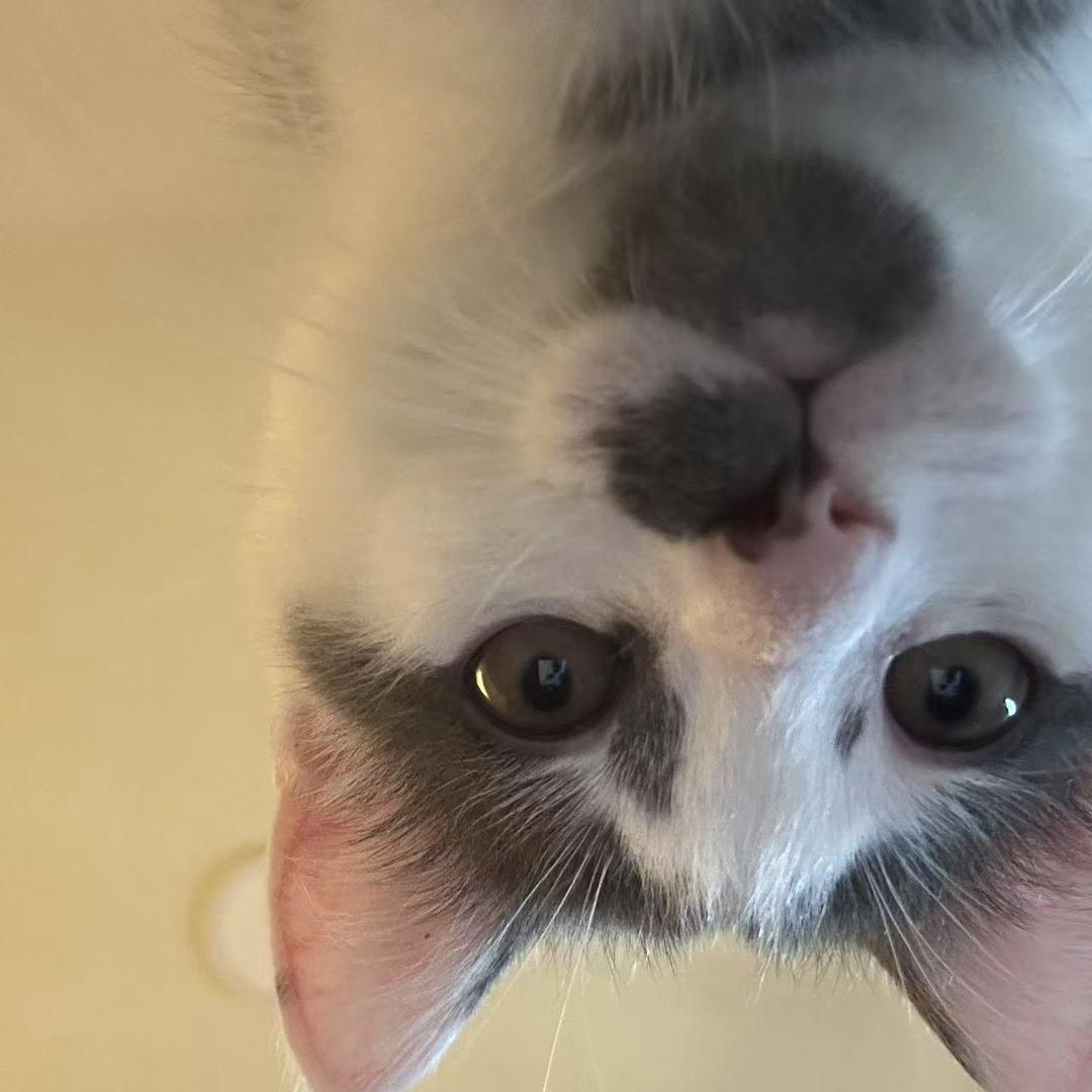 要来加点香菜吗