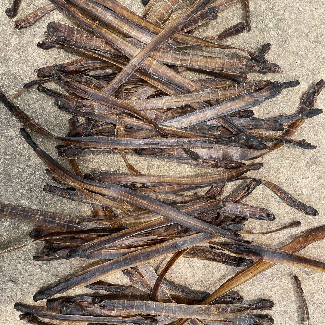 地龙公子蚯蚓回收