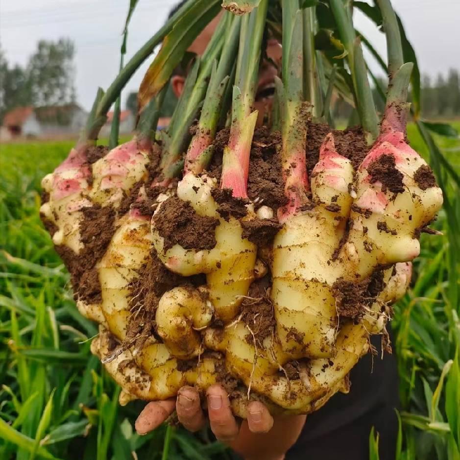 最美大姜～刘英