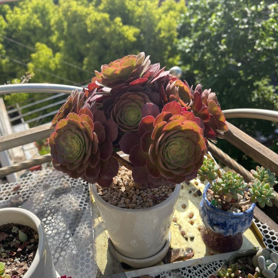 好运来🌹