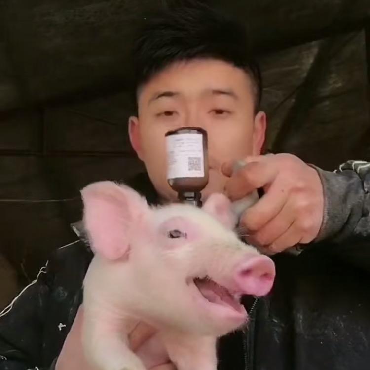 猪小哥养殖