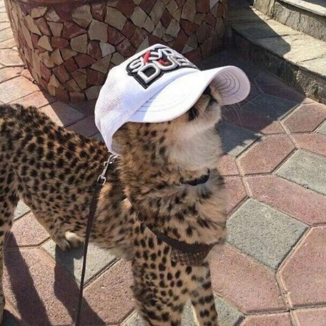 Junipura
