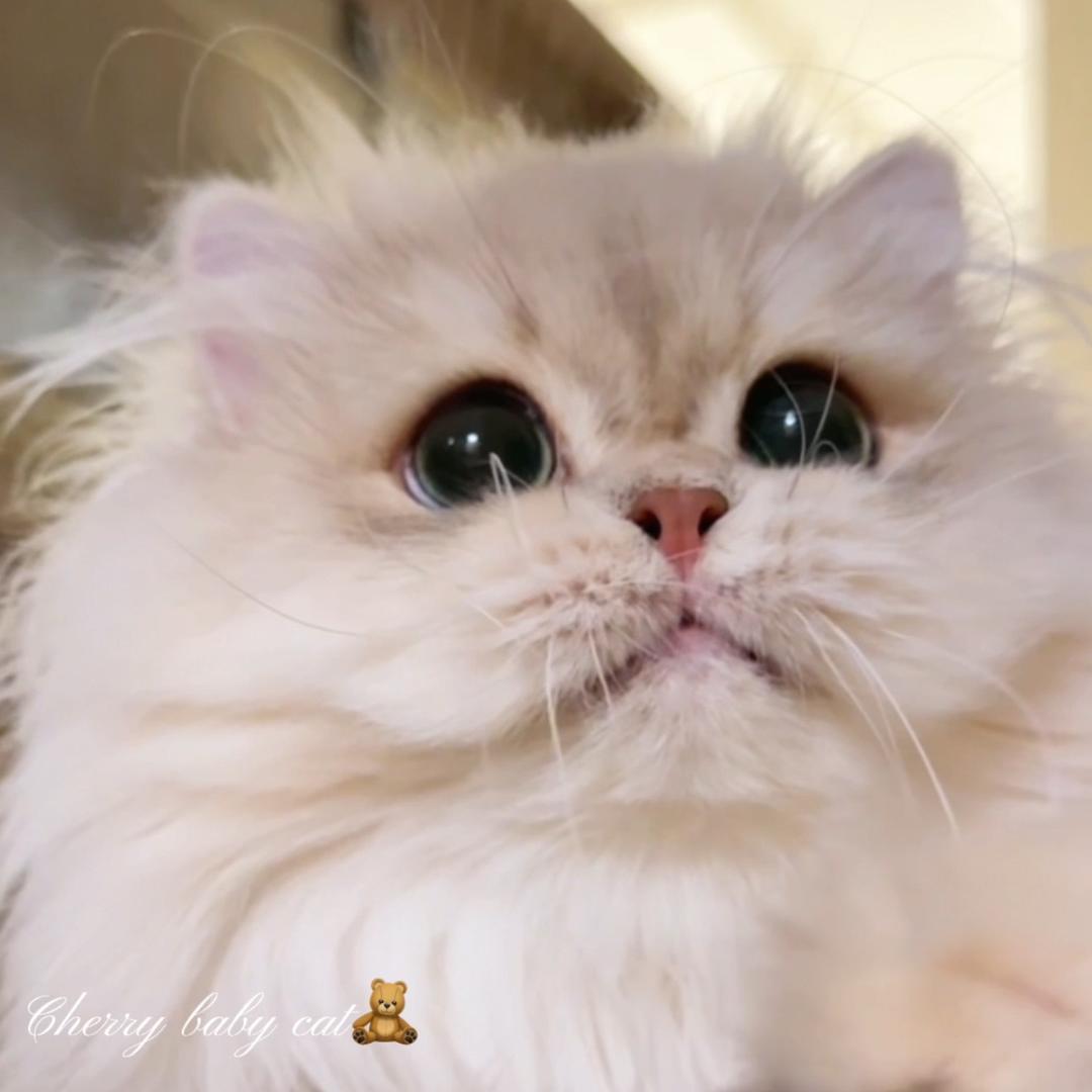 樱桃猫舍🍒直播号✨