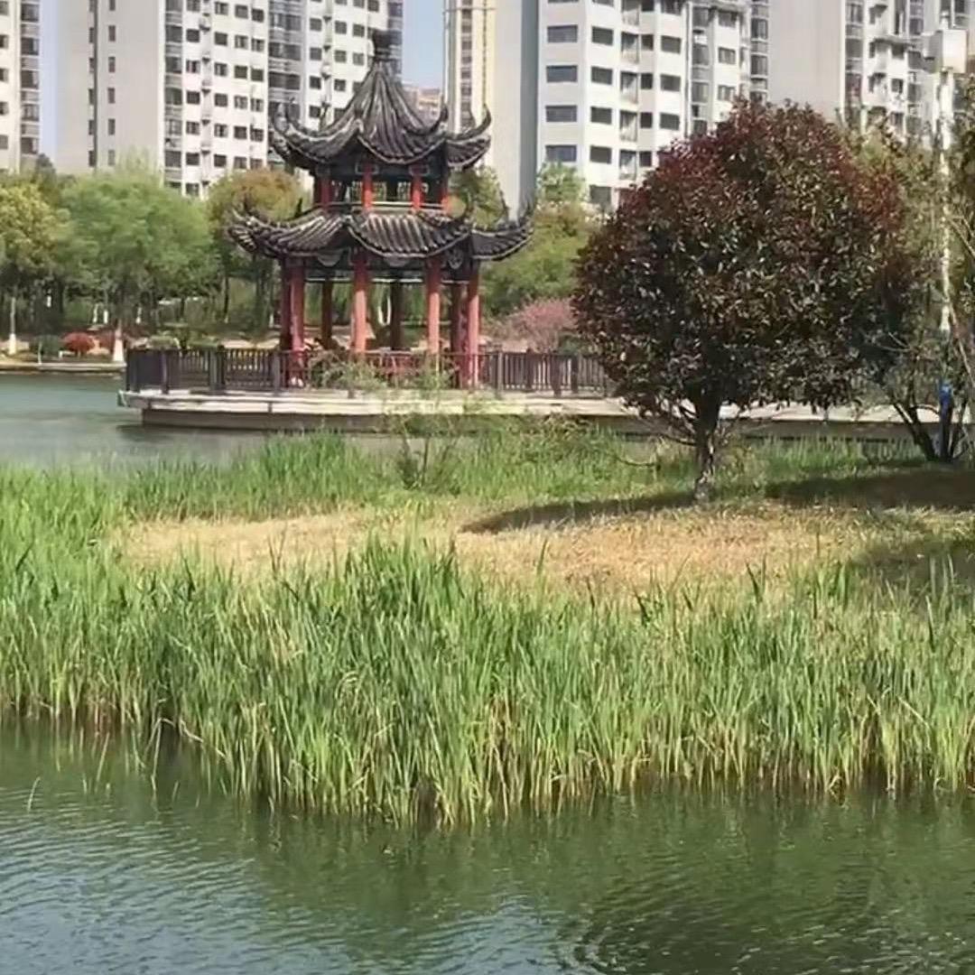 美娣