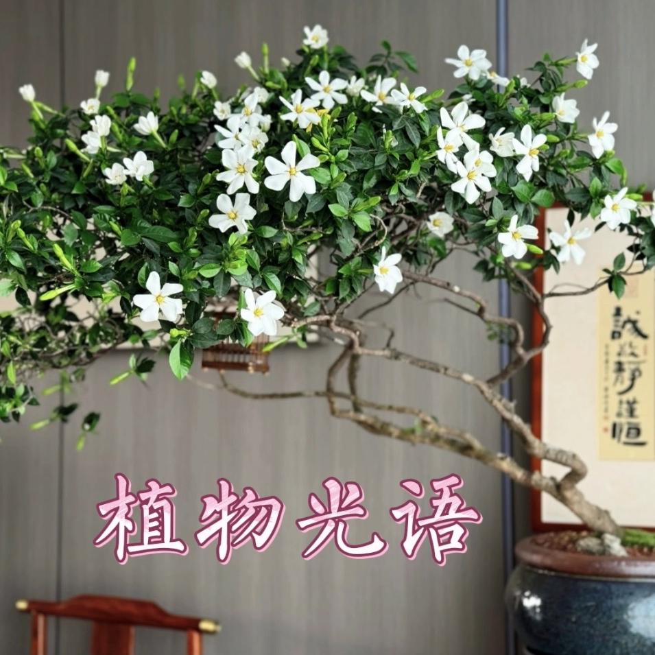 植物光语植物䃼光灯