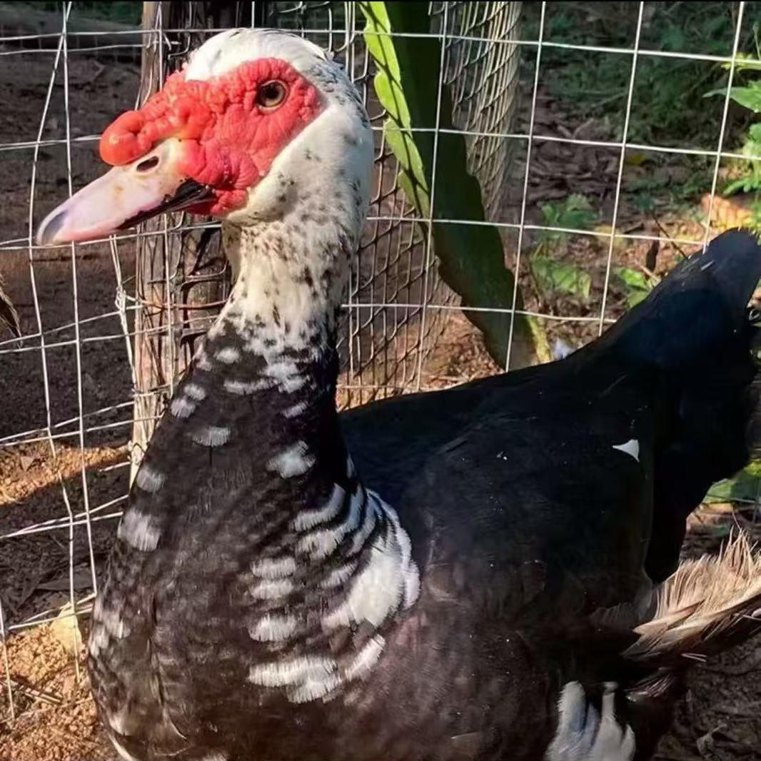 月丙安综合好物严选