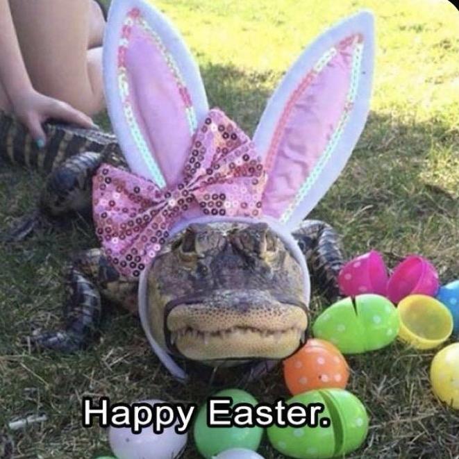 AlligatorPlzzz
