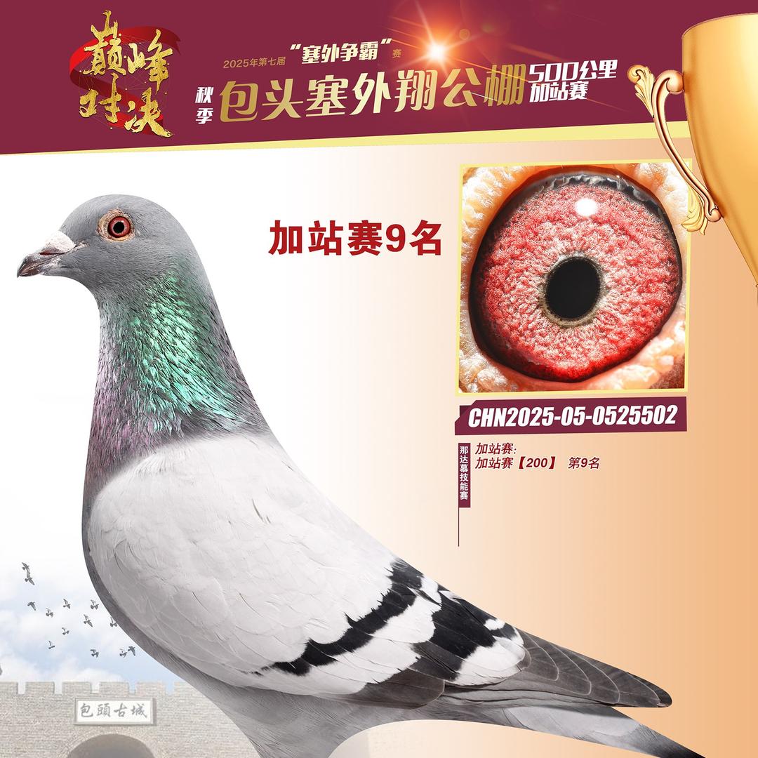 天翔鸽舍