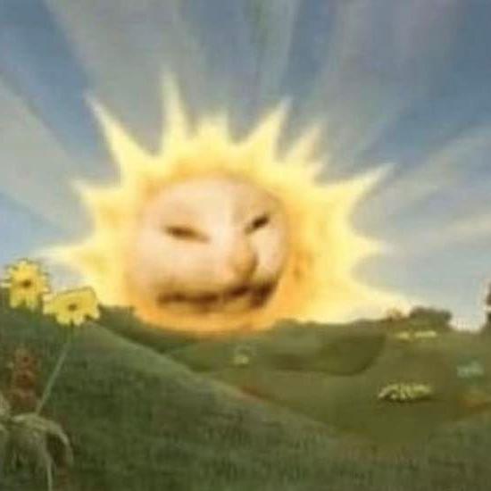 猫头鹰趴着睡觉