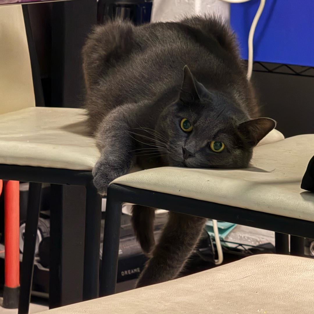 猫猫和五月