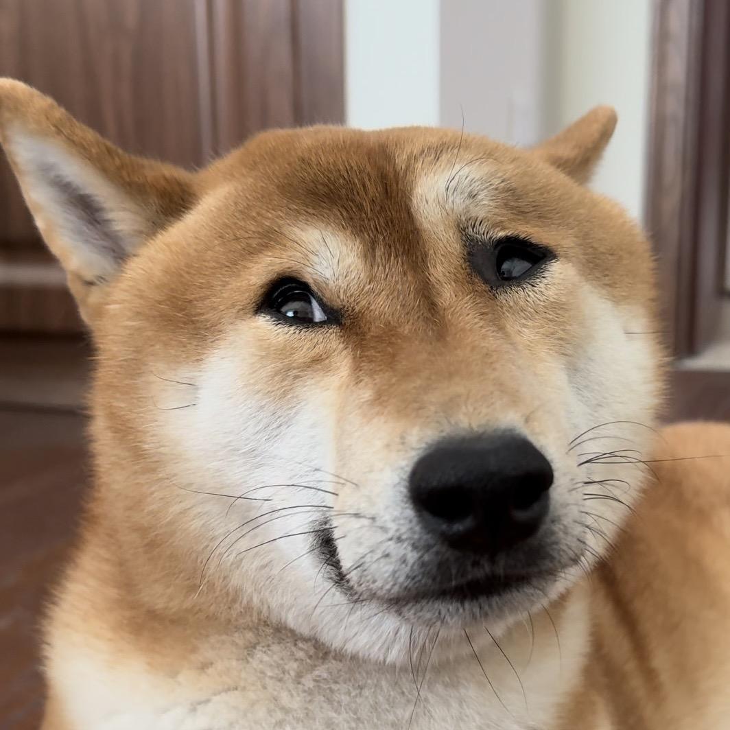 芒果嘎嘎忙