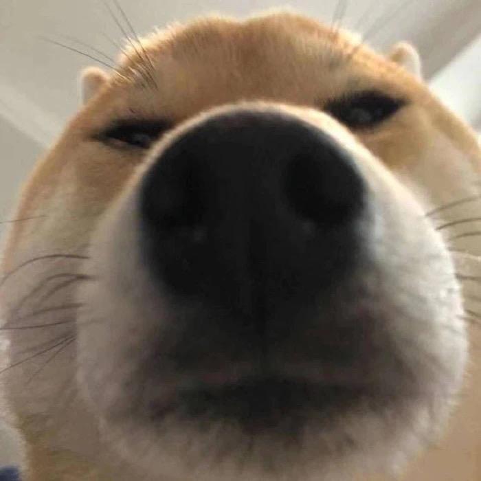 乌漆麻黑