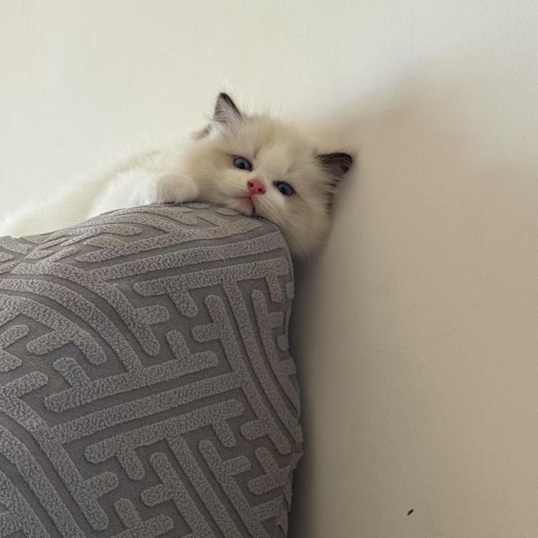 再来一碗猪脚饭