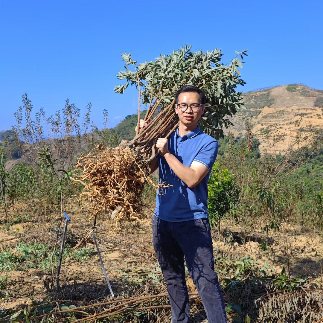 步川蜂糖李果树苗企业店
