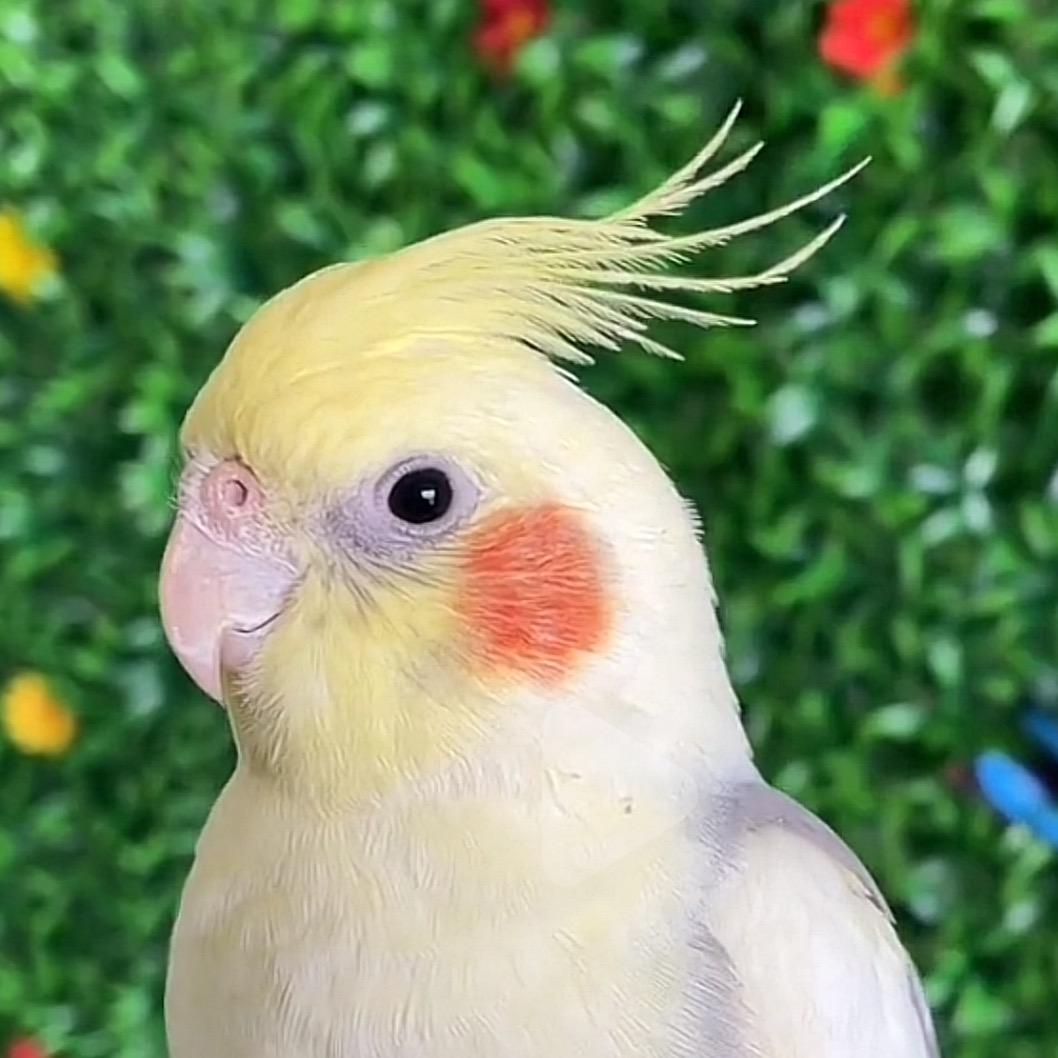 小微鹦鹉