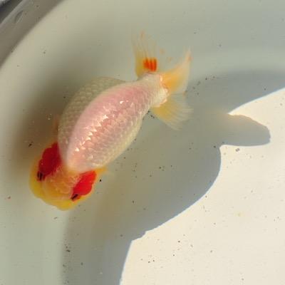 浴缸养鱼的蓝波