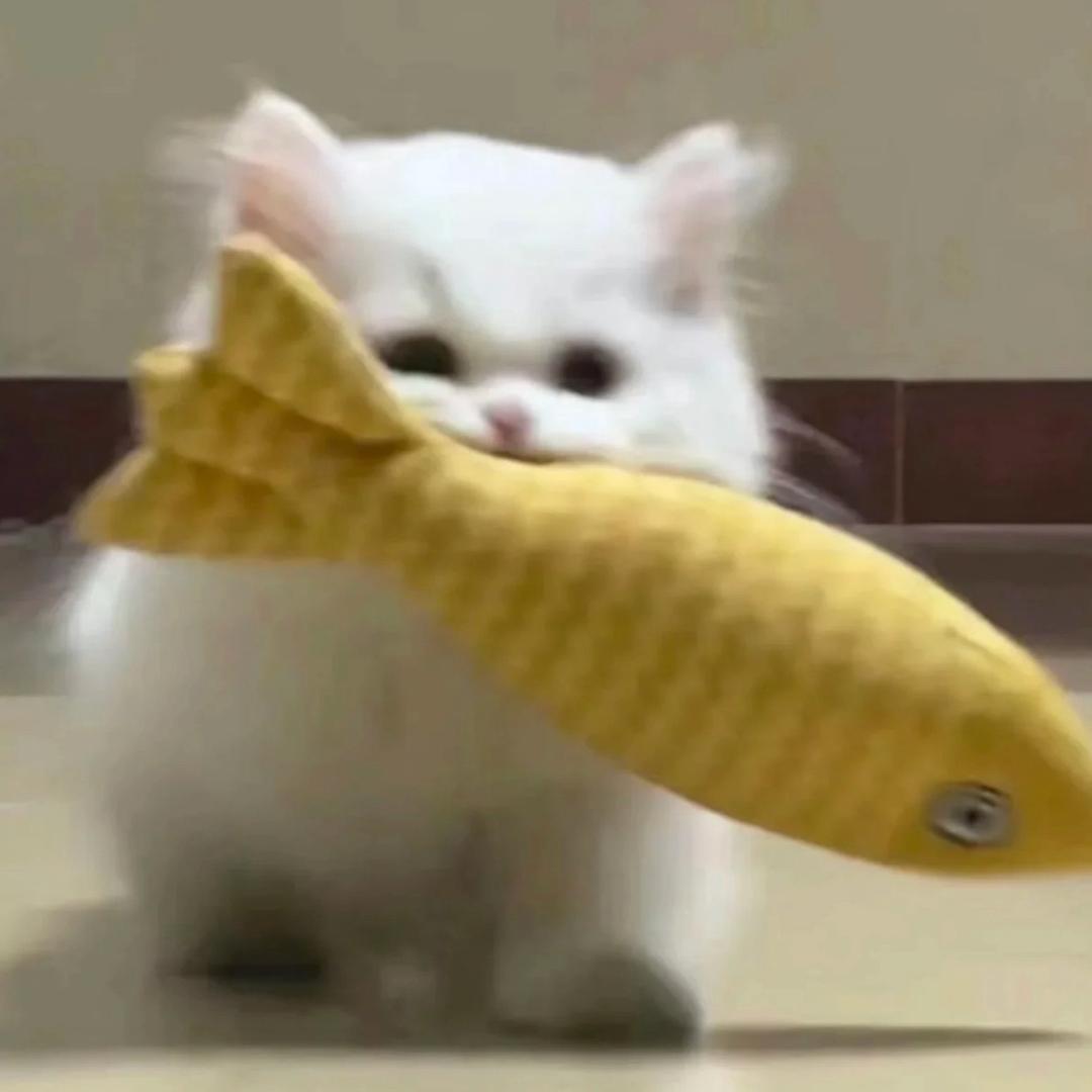 知猫者勿喵🐱