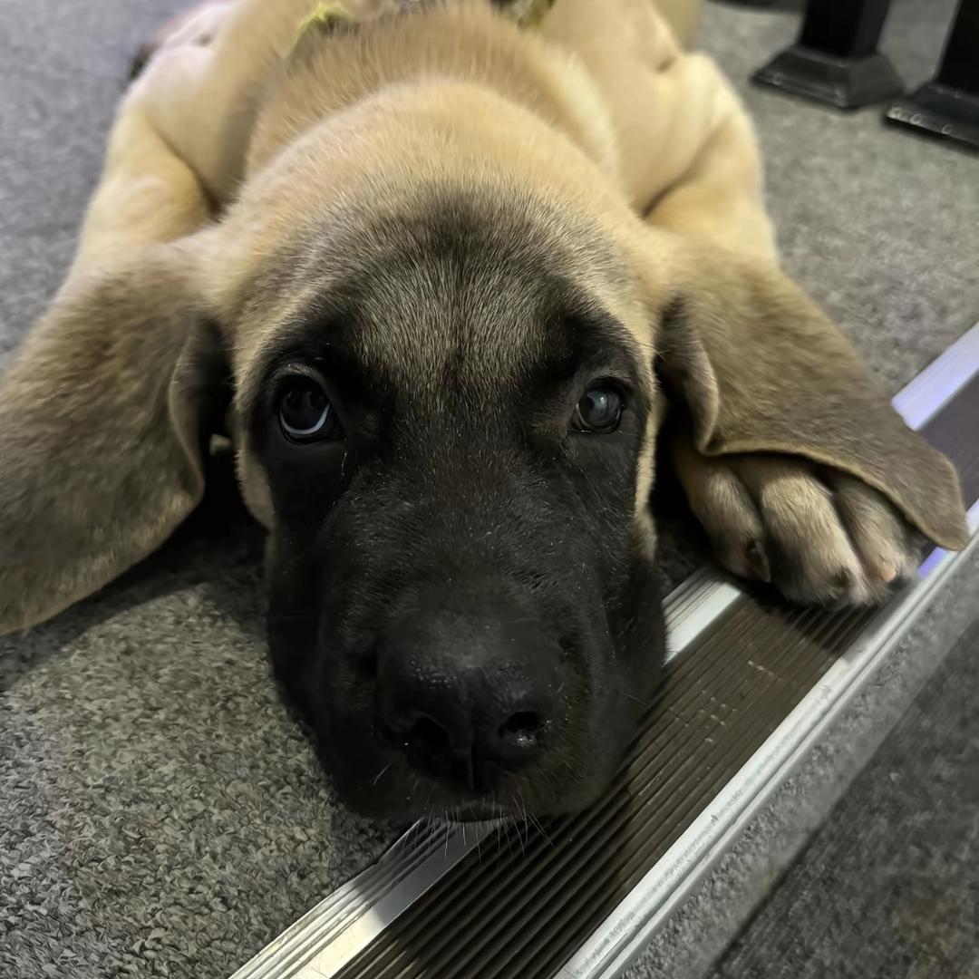 聚光灯下哭你会给我擦鼻涕吗