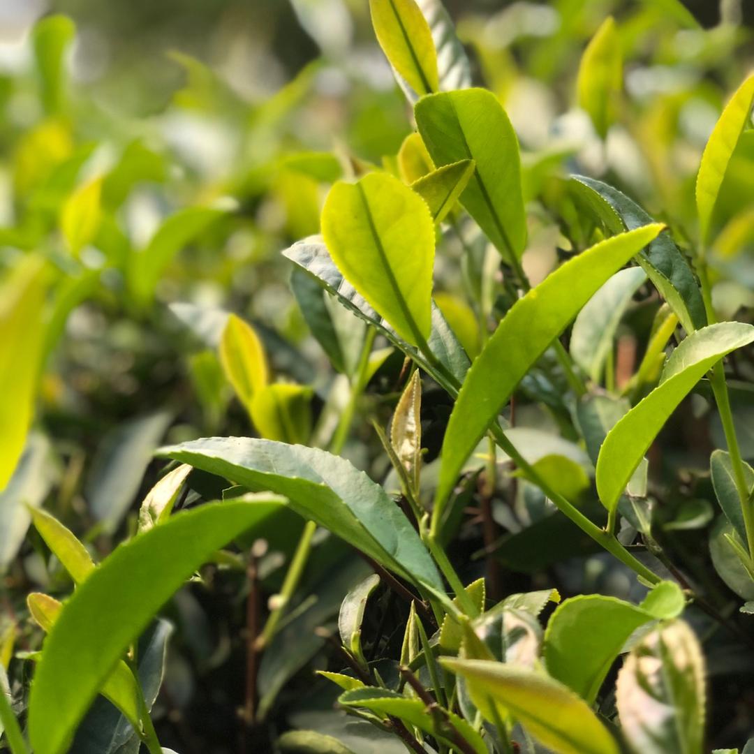 范范茶坊