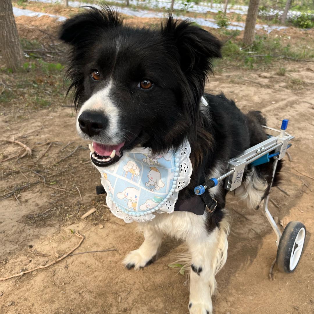 脊椎断了的流浪边牧