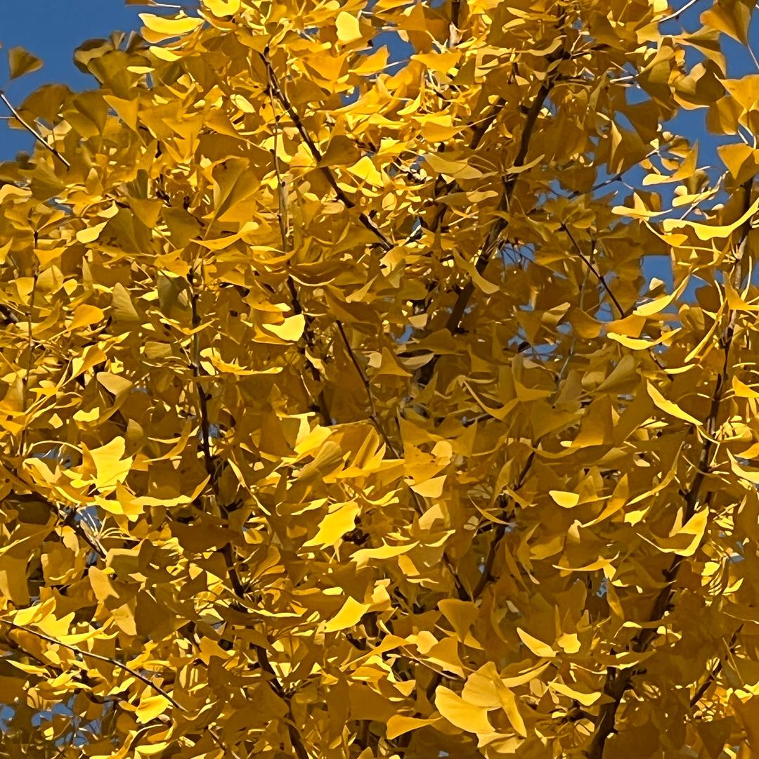 小逸(国一露娜）