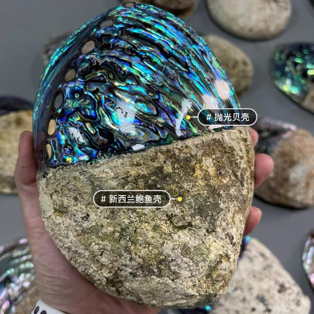 Rich shell shell富有贝贝
