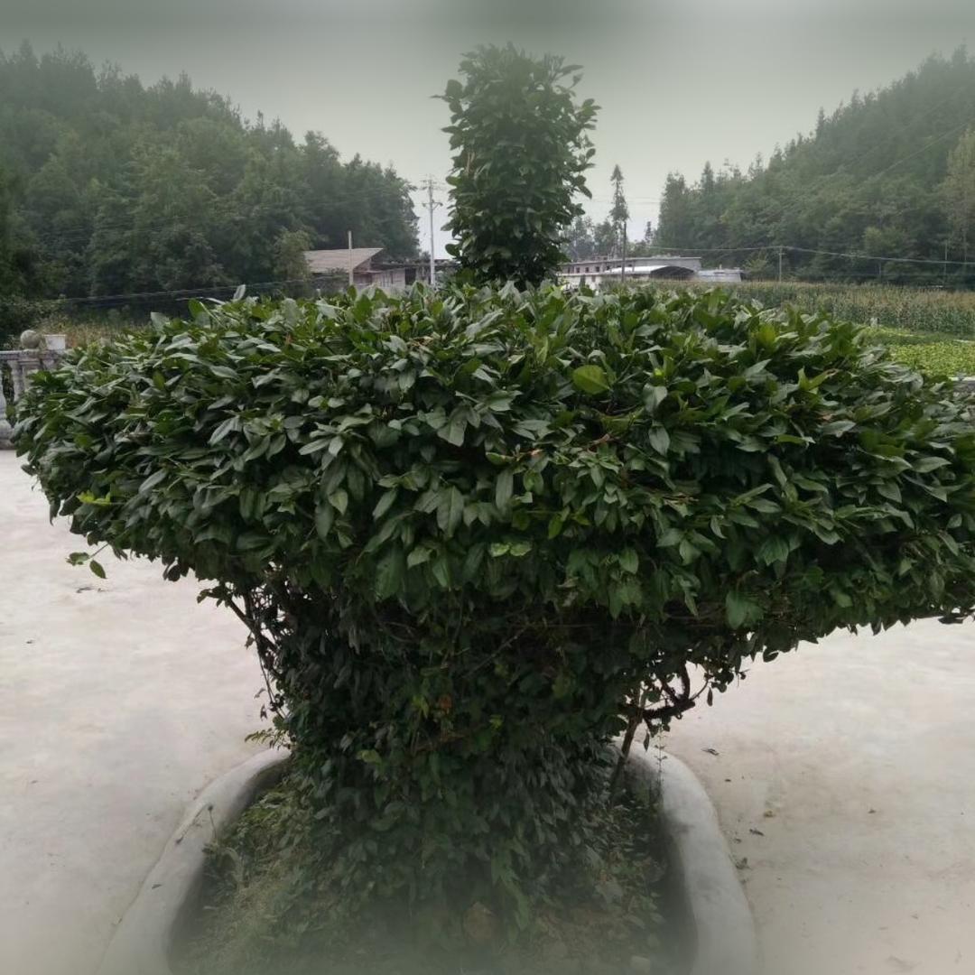阿哥