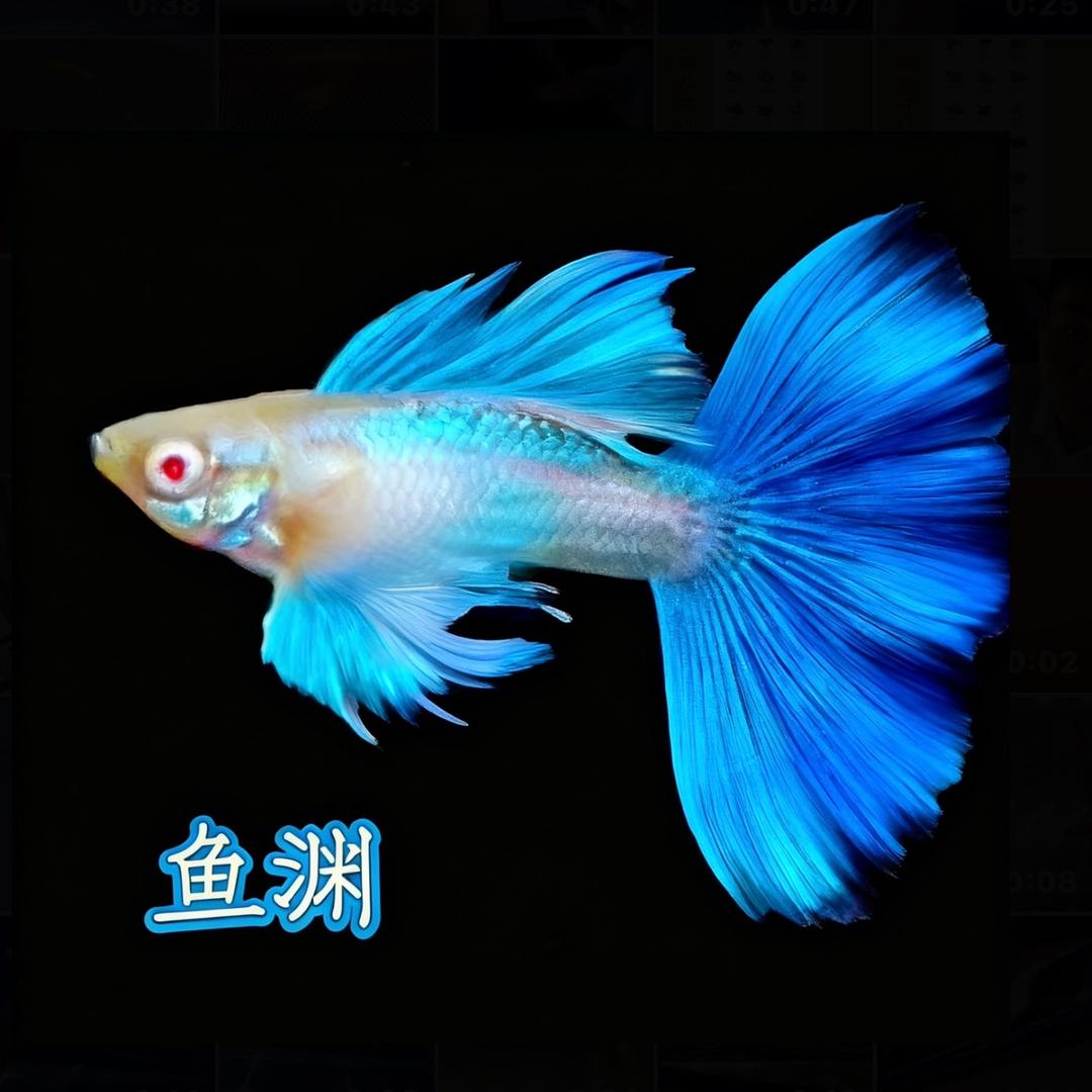 鱼渊孔雀鱼（专注精品）