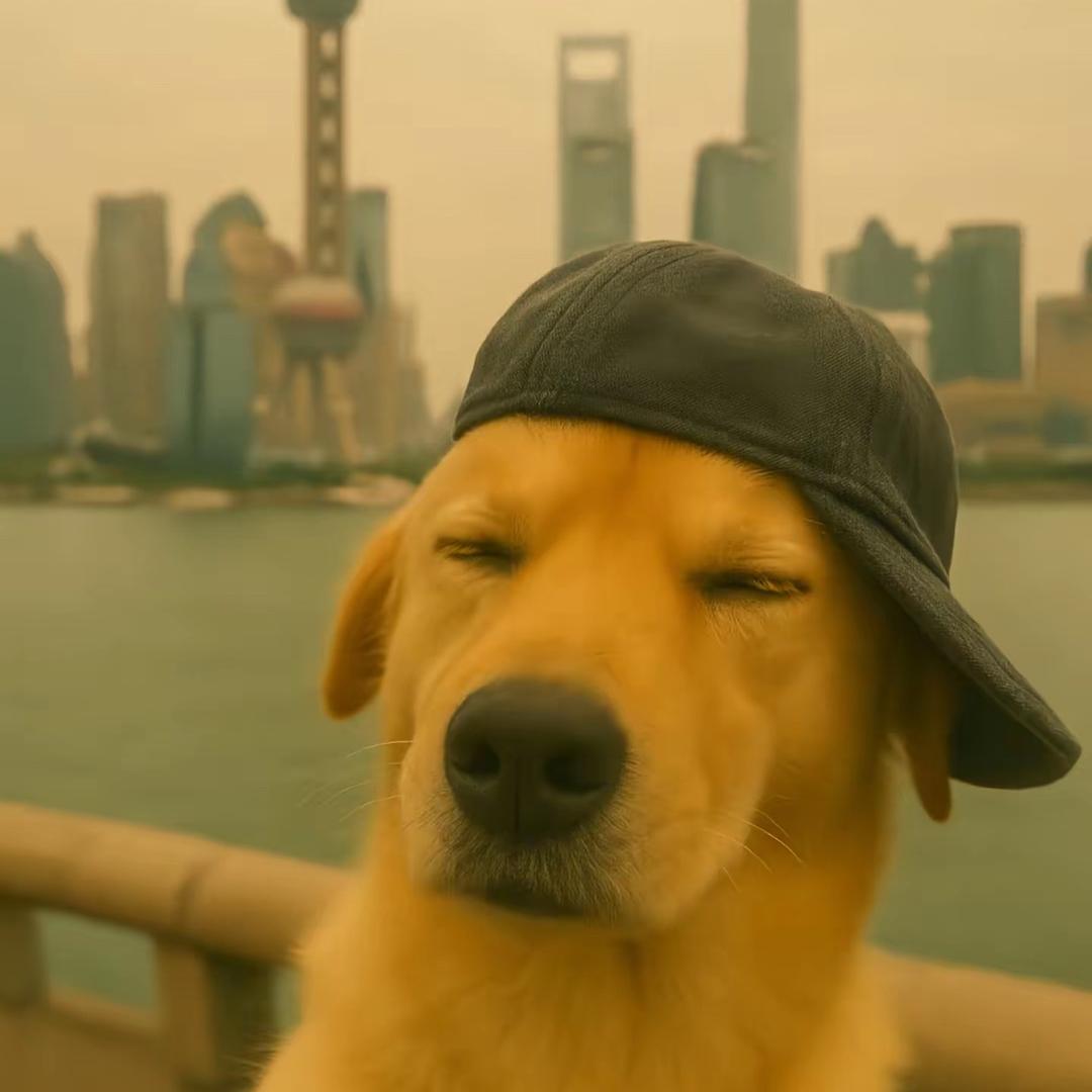 大陈不emo