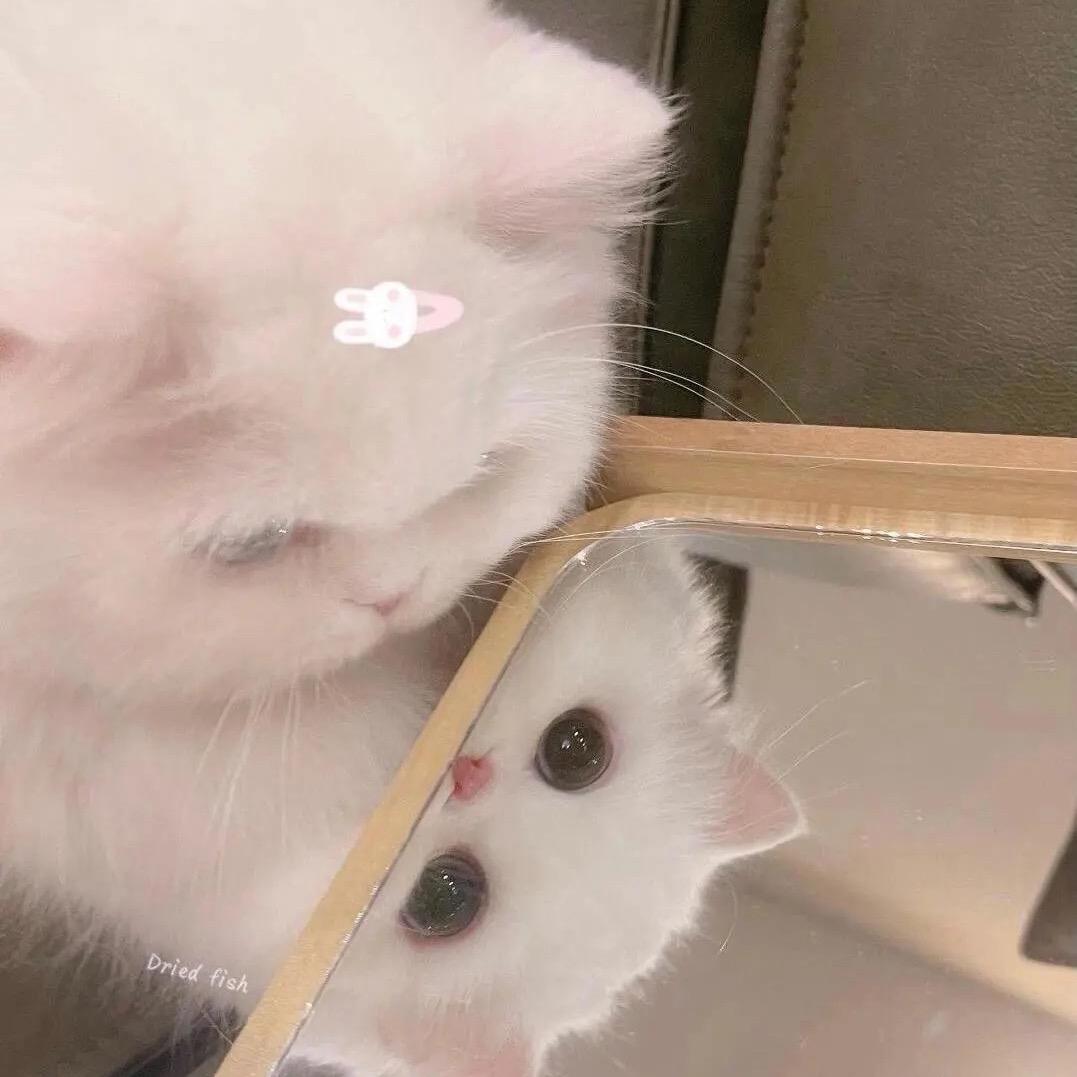 小鹊
