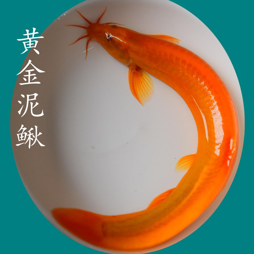 清远农业涣雨水族