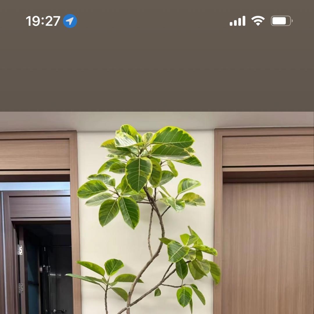 那家绿植精选店