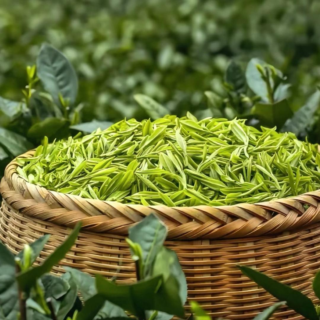 夷润翠露茶叶