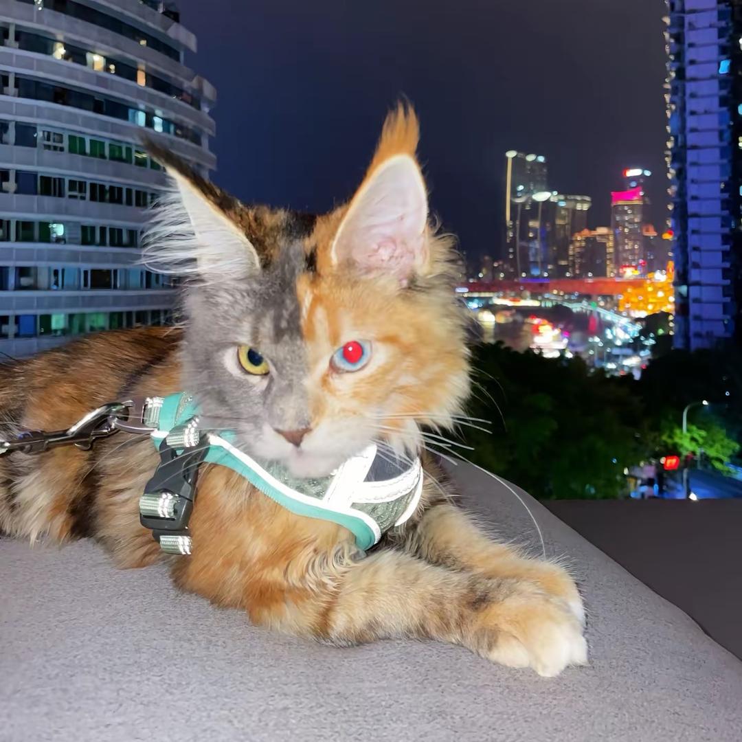 不想荔枝了