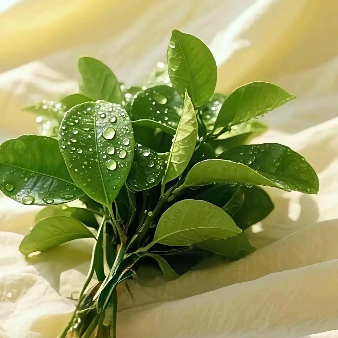 ᥫᩣ薄荷撞红茶✿⃘ ᩚ
