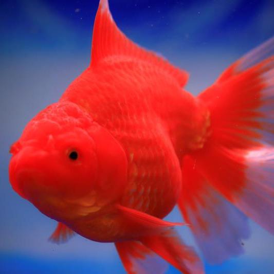 有鱼水族坊