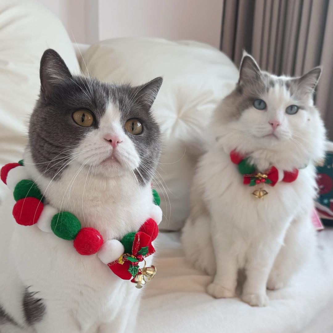 小迷糊🙂‍↕️