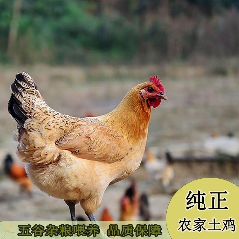 太湖特色农产品