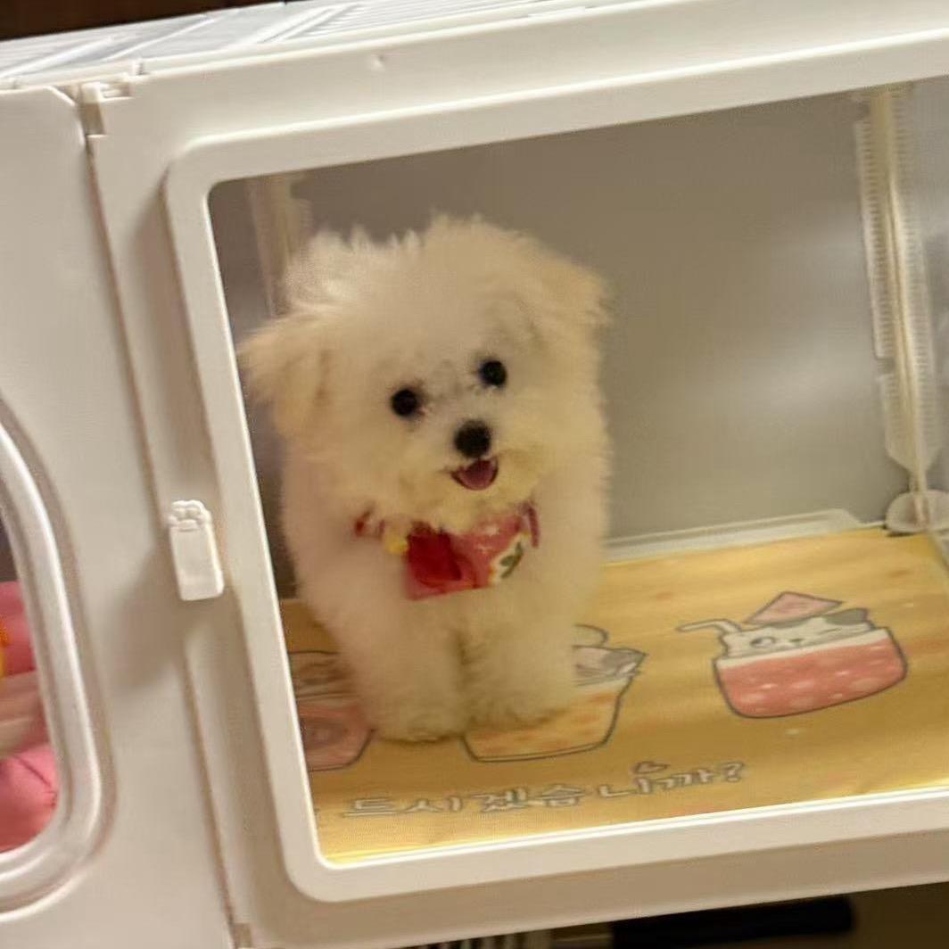 十二道港味（恭喜发财版）🇵🇸