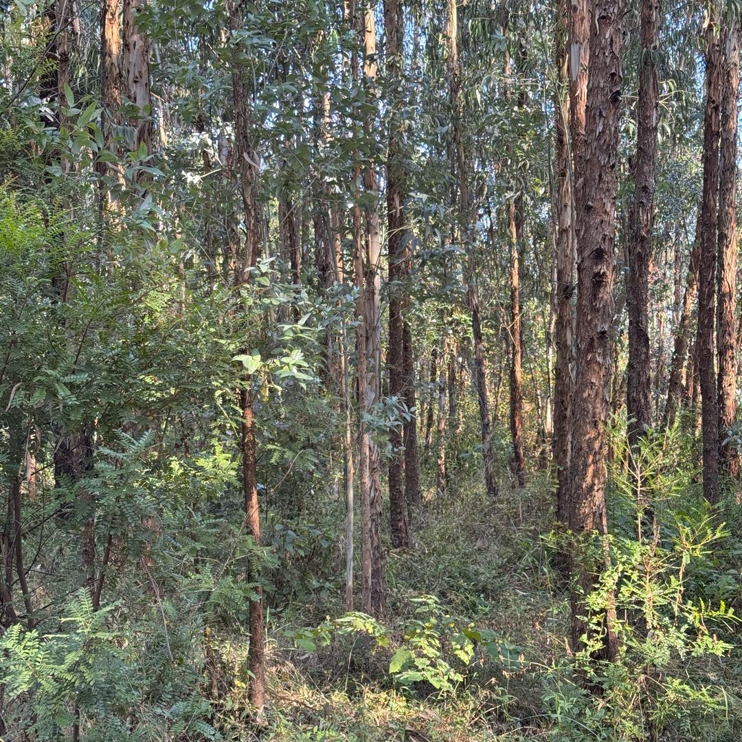 背包客在跑山