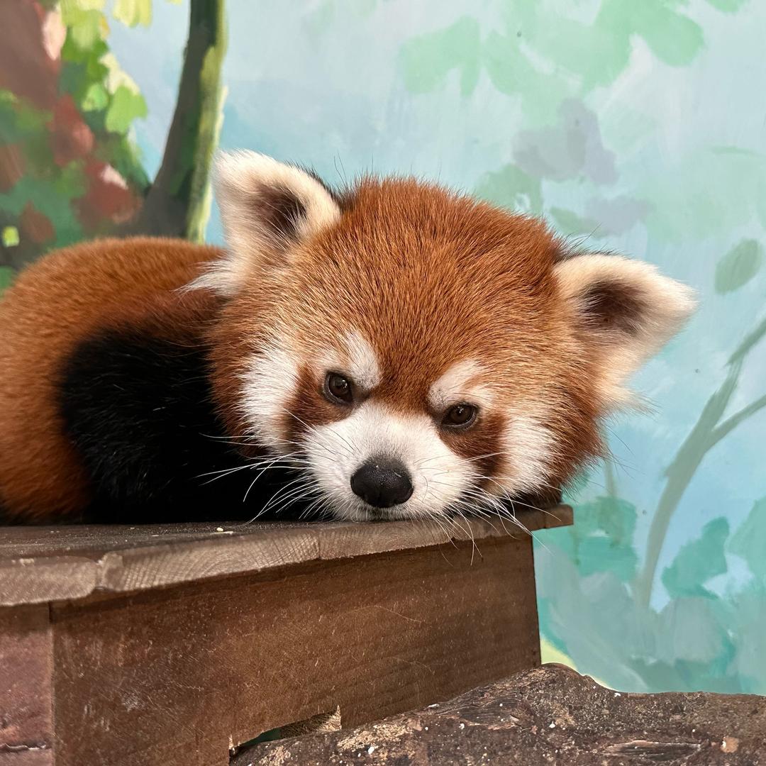 杭州白龙潭景区-小熊猫