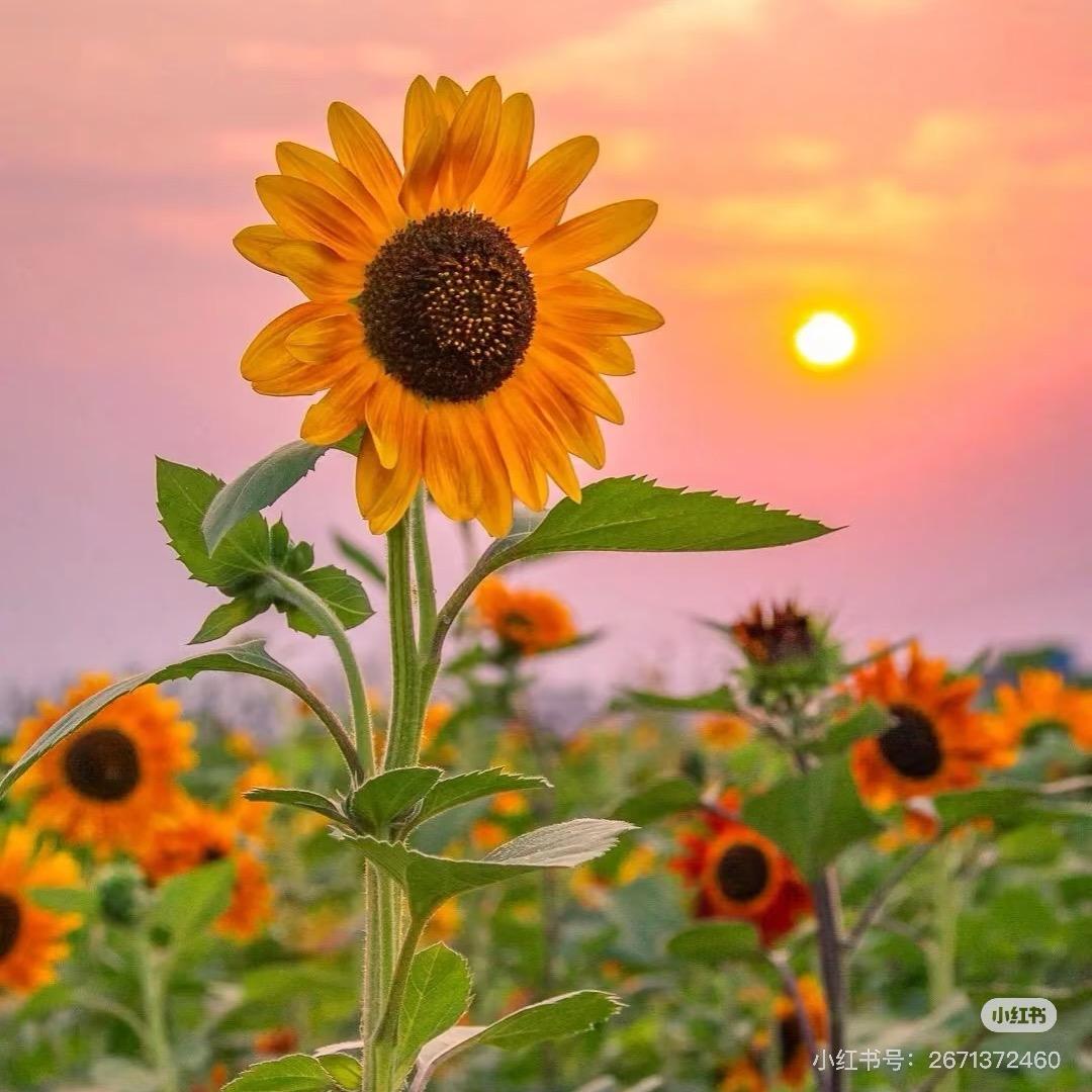 🌻沐冉༄