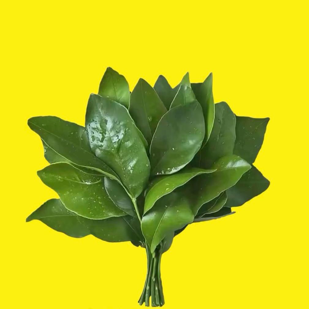 菜菜9 0.o