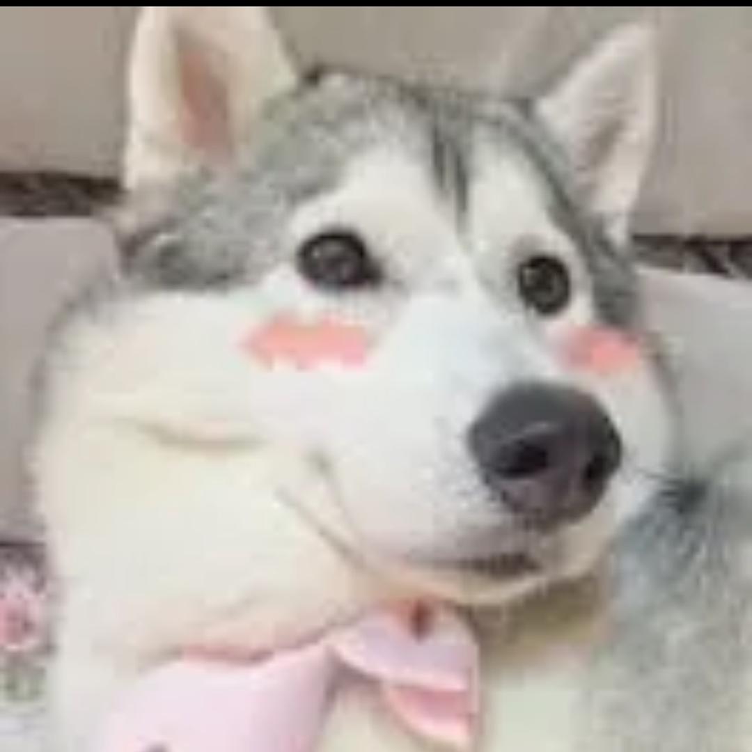 午夜狂暴哈士奇狗