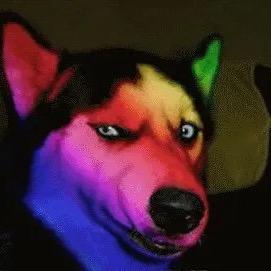 亮瞎了网络科技