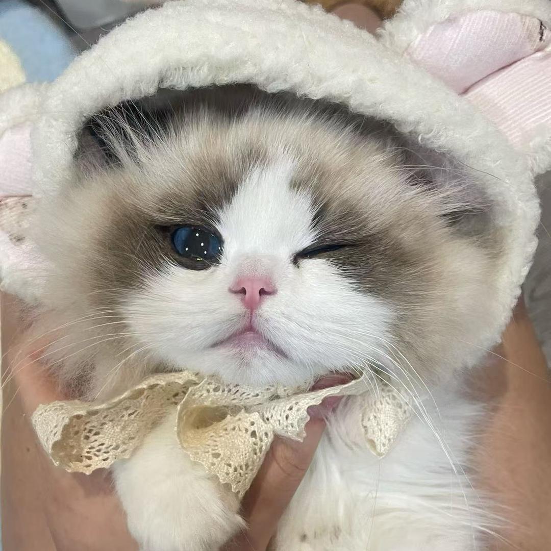 喵咪Buling