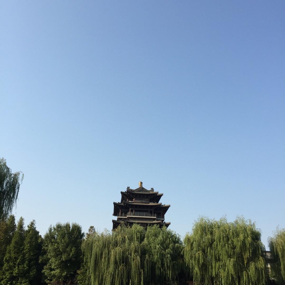 金山小黄牛