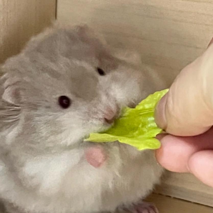 火辣土豆